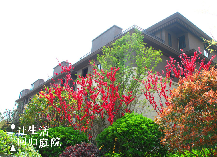 前后张望南阳50年：这样的天井，很难再有了！